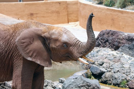 A big and lone elephant in a sunny day