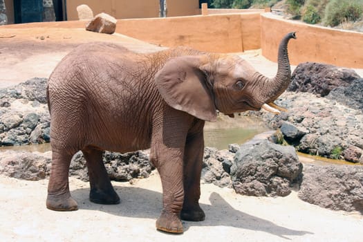 A big and lone elephant in a sunny day