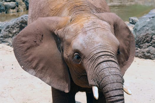 A big and lone elephant in a sunny day