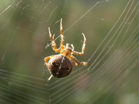European Cross Spider