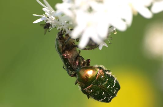Rose chafer