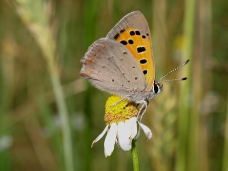 Small copper