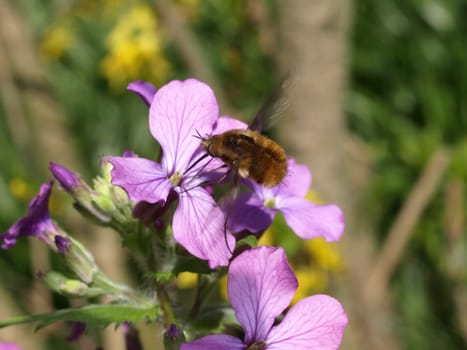Woolly Floater
