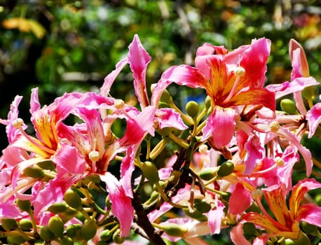 Ceiba Speciosa