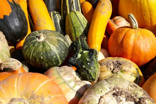 Numerous different pumpkins on trailers to buy. Many different pumpkins for sale on trailer.
