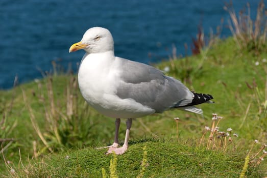 sea gull with te sea on the background to Port Isaac