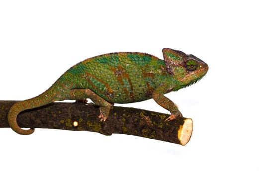 Chameleon