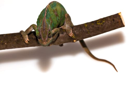 Chameleon