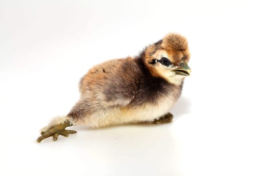 Dwarf silk hens