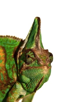 Chameleon