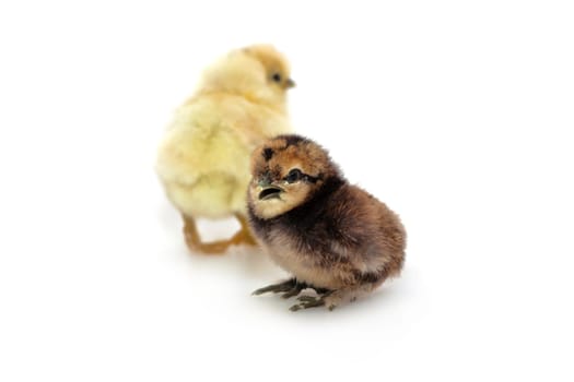 Dwarf silk hens