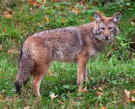 On a fall day a coyote is looking at the camera from the field.
