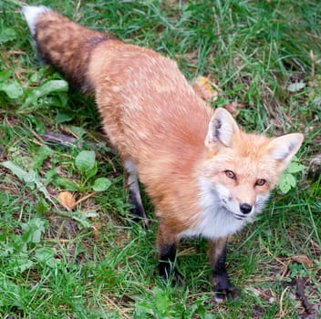 A fox is looking up at the camera.