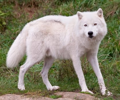Arctic Wolf posing and looking at the camera.