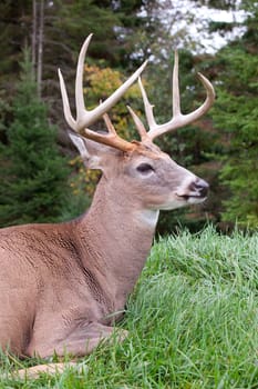 This is a male deer.