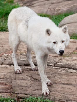 An arctic wolf is standing on rocks.