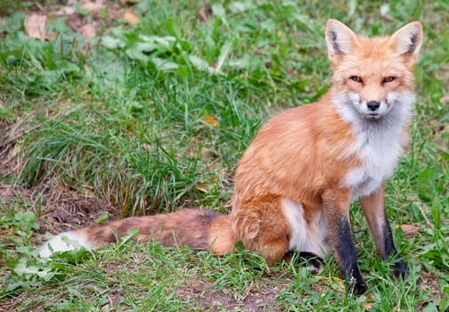 A fox is looking straight at the camera.