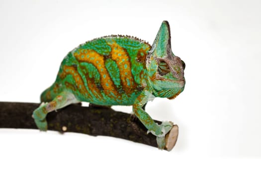 Chameleon