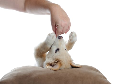 A golden retriever puppy lays upside on a pillow and playfully bites a womans hand.