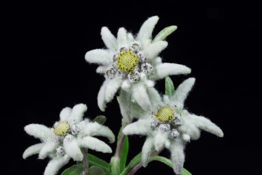 a bouquet of edelweiss on black background