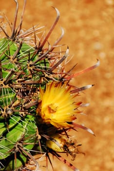 Cactus Blossom