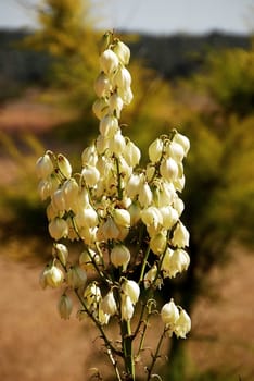 Yucca Flowers