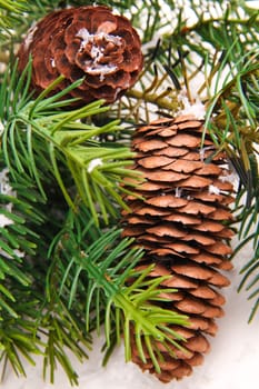 pine cone with branch. Cones in pine tree branch isolated on the white backgroun