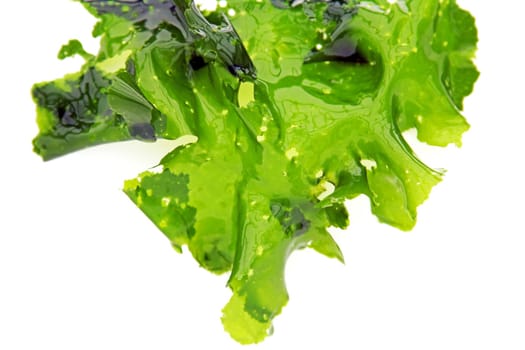 Sea lettuce (Ulva lactuca)