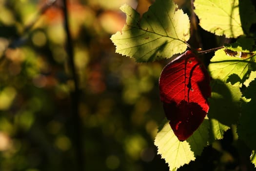 The bright colours in autumn
