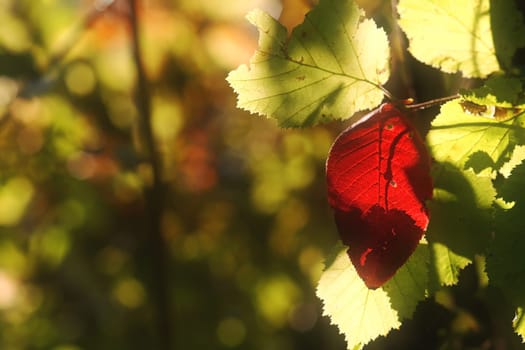 Soft bright colours in autumn