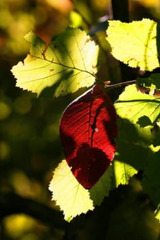 The beautiful colours of autumn