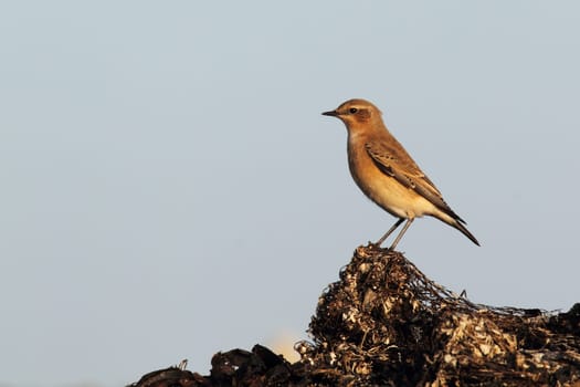 Wheatear (Oenanthe oenanthe) on the beach of Heligoland