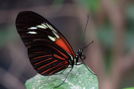 Heliconius erato