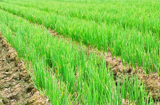 rows of green chives in a large vegetable garden