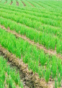 rows of green chives in a large vegetable garden