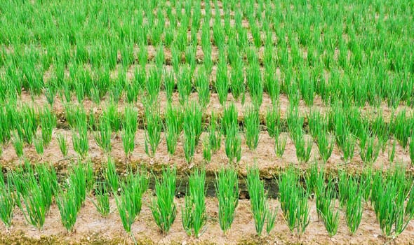Rows of green chives in a large vegetable garden