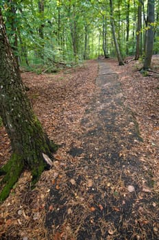 High-altitude trail in the forest