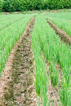 A row of green chives in a large garden