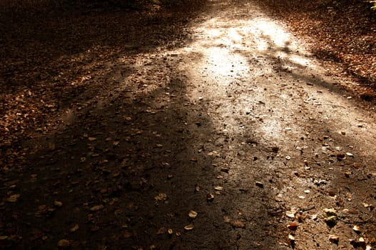 Forest path in the backlight