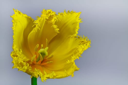 detail with a yellow tulip on a white background