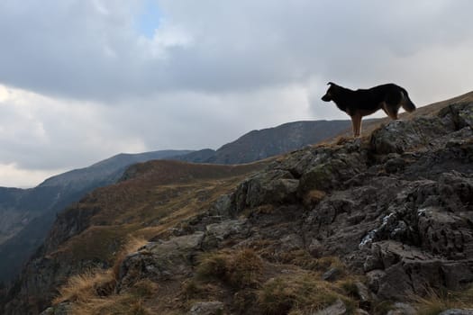 mountain landscape with a dog looks away