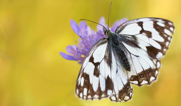 Checkerboard butterfly on scabiosis