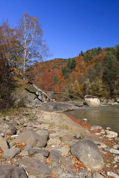 a mountain stream and a forest of autumn
