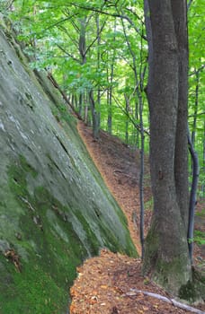 a sloping mountain walls in the forest