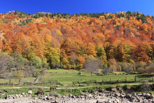 a few horses grazing near a forest in autumn