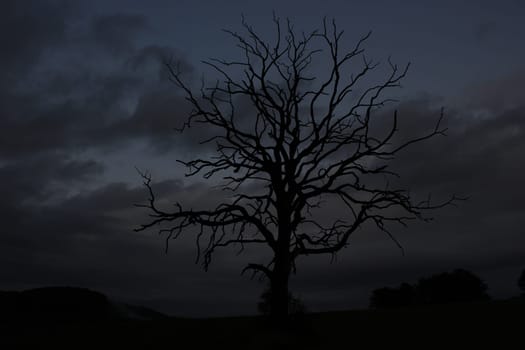 Dead tree in front of night sky