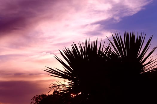 Painted clouds and a palm on a hot sunset