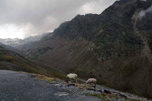 The sheep of the Timmelsjoch