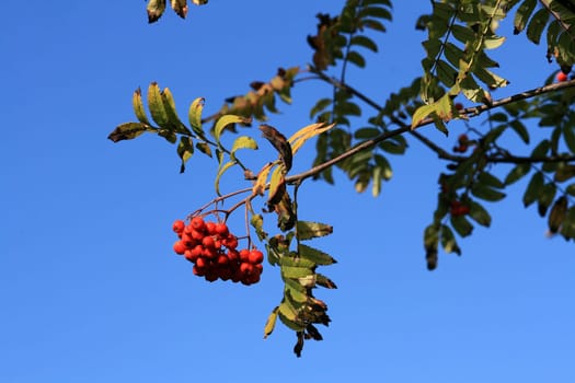 Rowan or mountain ash