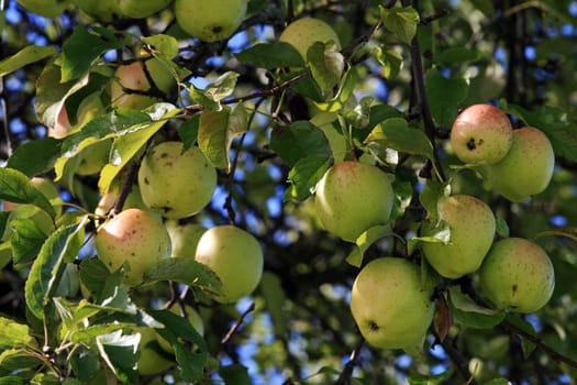 The apple tree